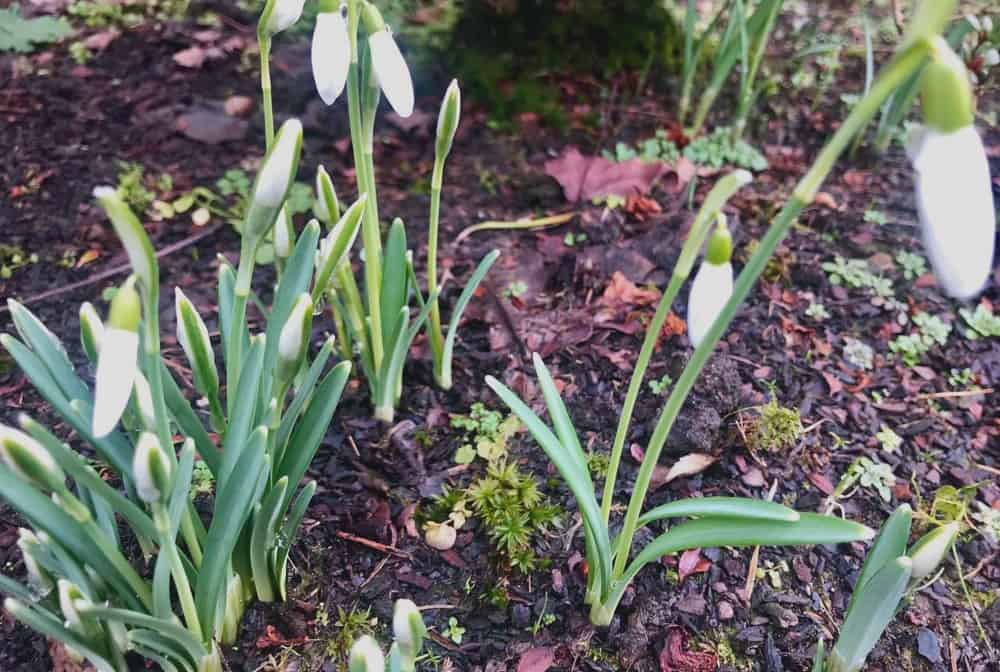 Schneeglöckchen im Januar Wuppertal total Aktuelle Nachrichten und