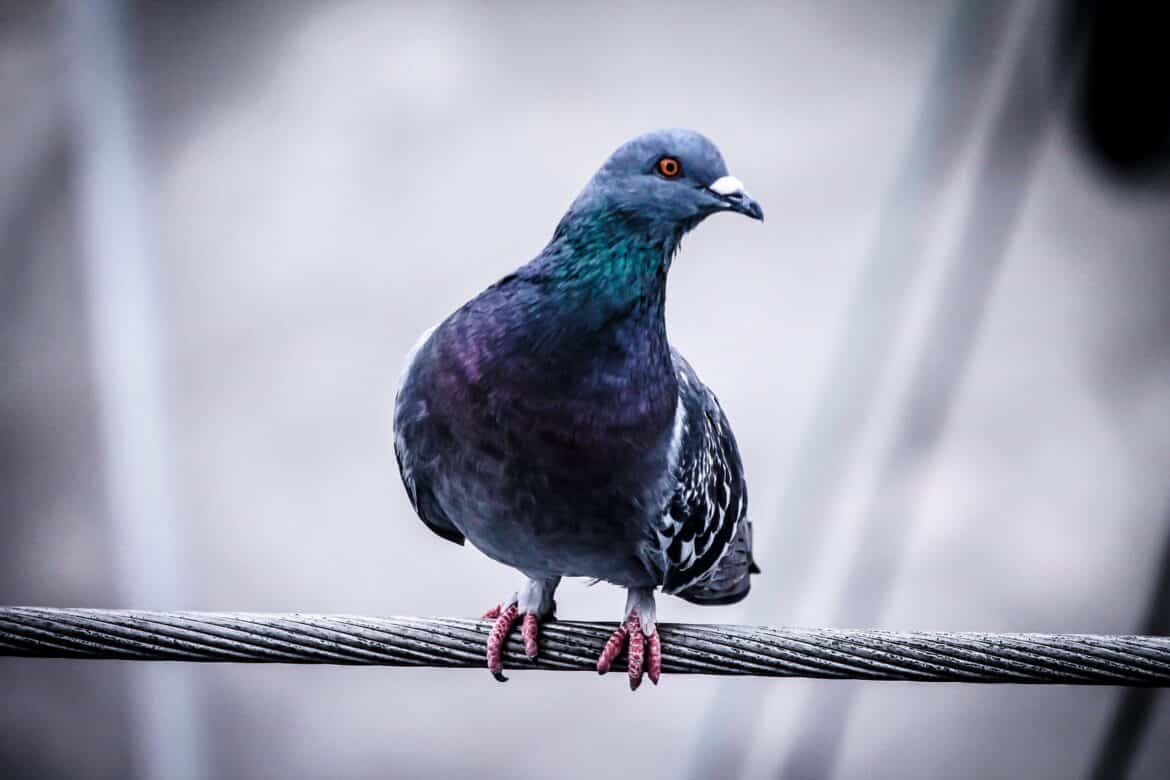 pigeon-bird-perched-stockpack-pixabay pigeon, bird, perched