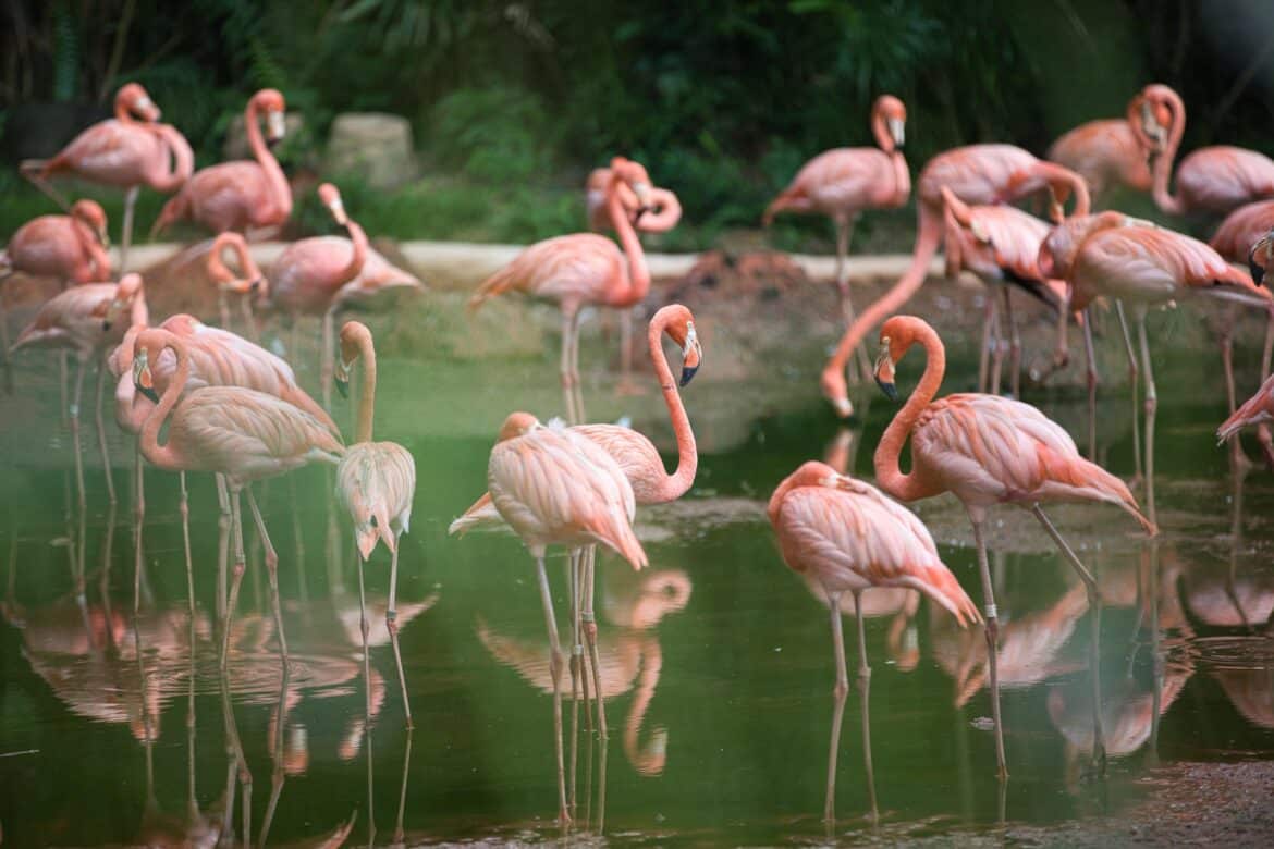 bird-flamingo-water-stockpack-pixabay bird, flamingo, water
