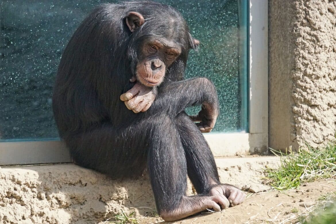 chimpanzee-primate-ape-stockpack-pixabay chimpanzee, primate, ape