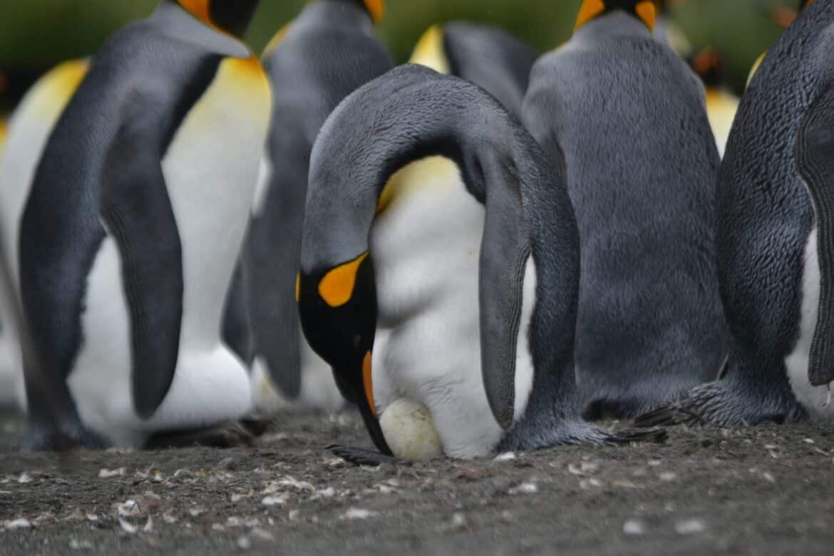 mommy-penguin-lays-the-eggboth-mommy-and-daddy-hatch-the-egg-stockpack-unsplash Mommy penguin lays the egg...Both mommy and daddy hatch the egg.