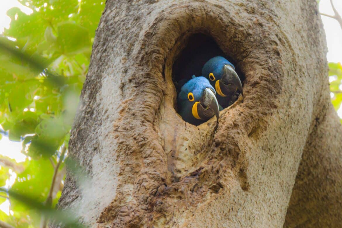 This hyacinth macaw couple was quite happy with themselves after stealing a red macaw couple’s home.