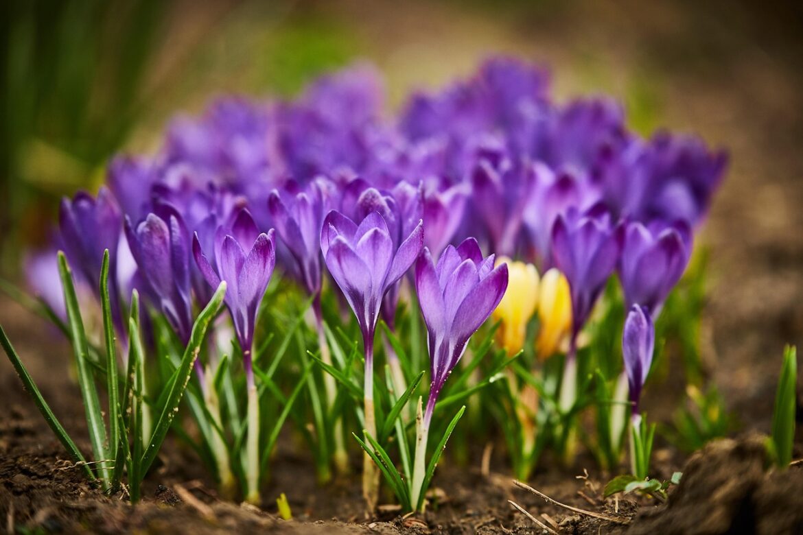 flowers, nature, beautiful flowers, petals, flower background, soil, buds, crocus, krokus, saffron, violet, spring, flowers, soil, saffron, saffron, flower wallpaper, saffron, saffron, saffron