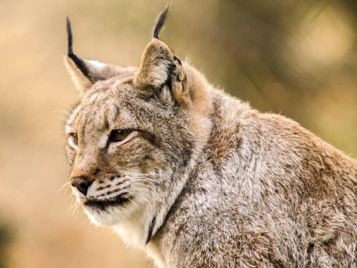 lynx-mammal-animal-nature-stockpack-pixabay lynx, mammal, animal, nature, lynx, lynx, lynx, lynx, lynx