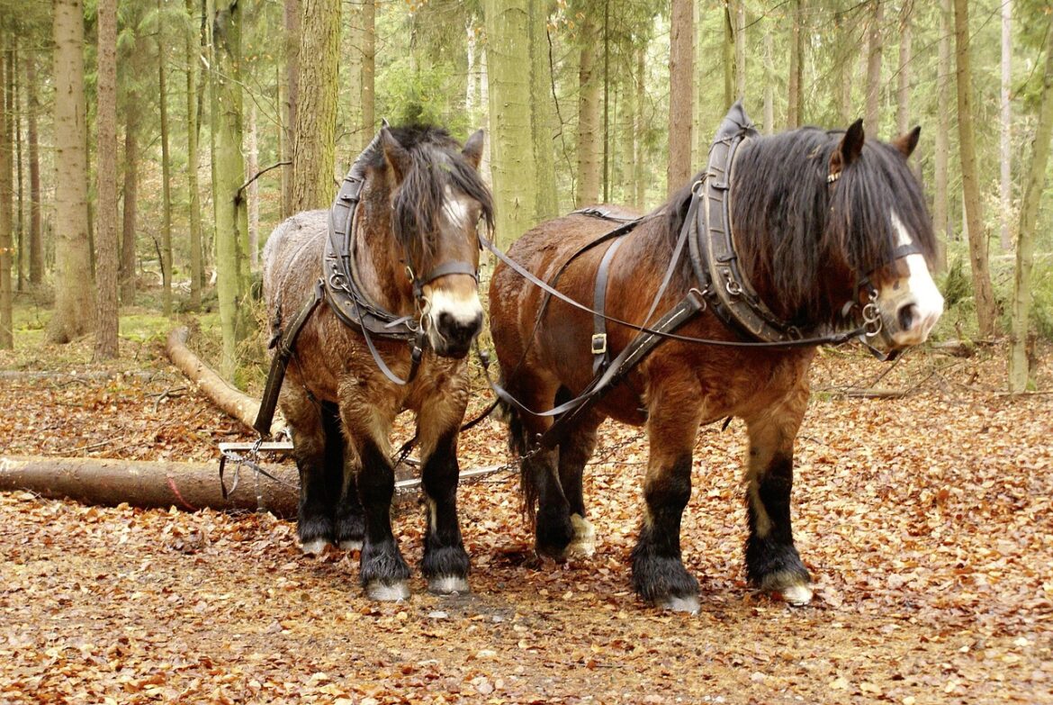 forest-back-horses-kaltblut-nature-tree-trunk-tree-trunks-stockpack-pixabay forest, back horses, kaltblut, nature, tree trunk, tree trunks