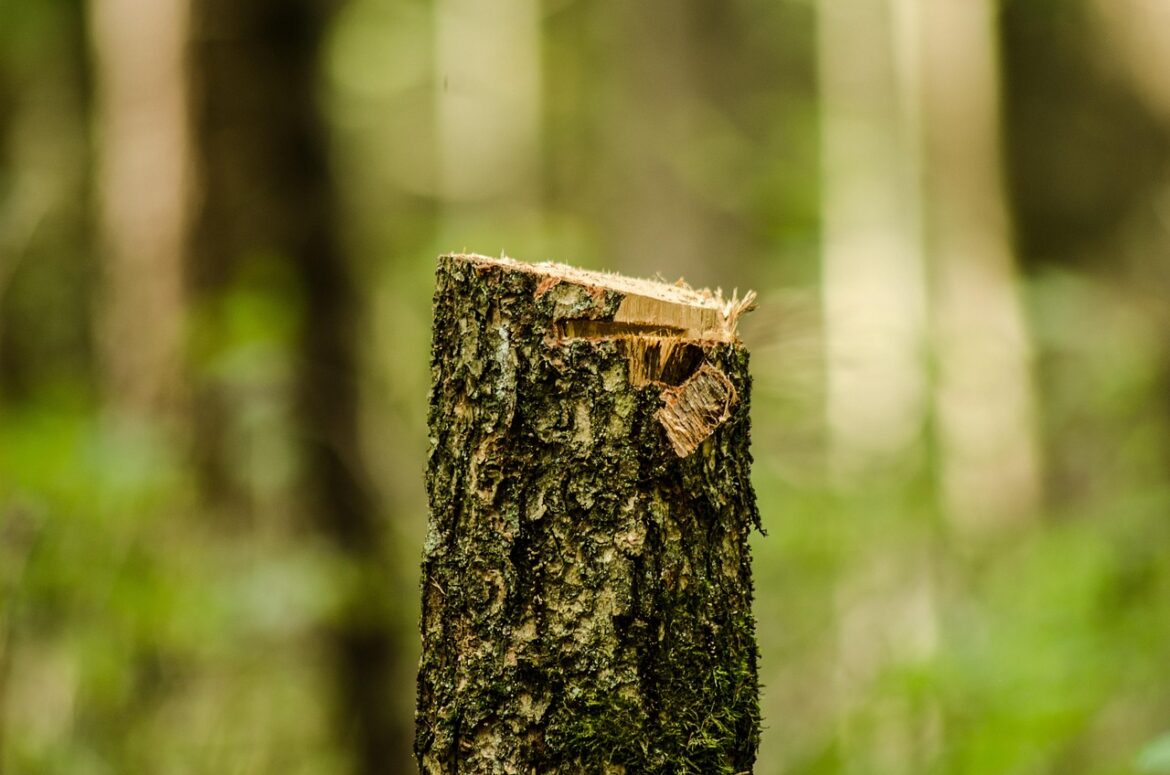 forest, clipping, deforestation, trunk, truncated, trees, cut wood, nature, felling trees, tree trunk, belovezhskaya pushcha, deforestation, deforestation, deforestation, deforestation, deforestation