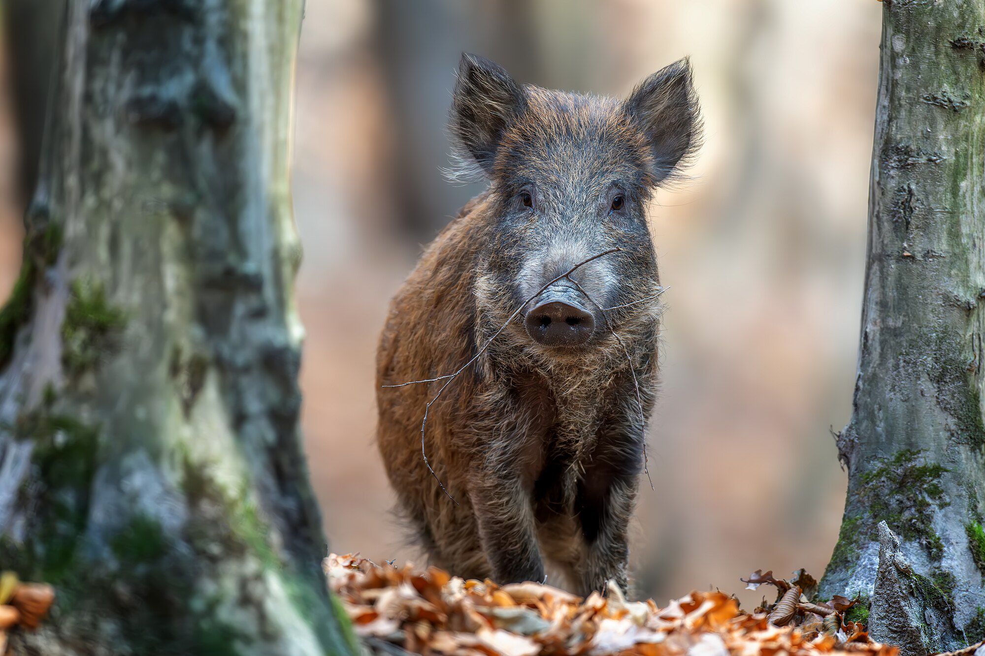 Zunehmende Schäden durch Wildschweine in Wuppertal